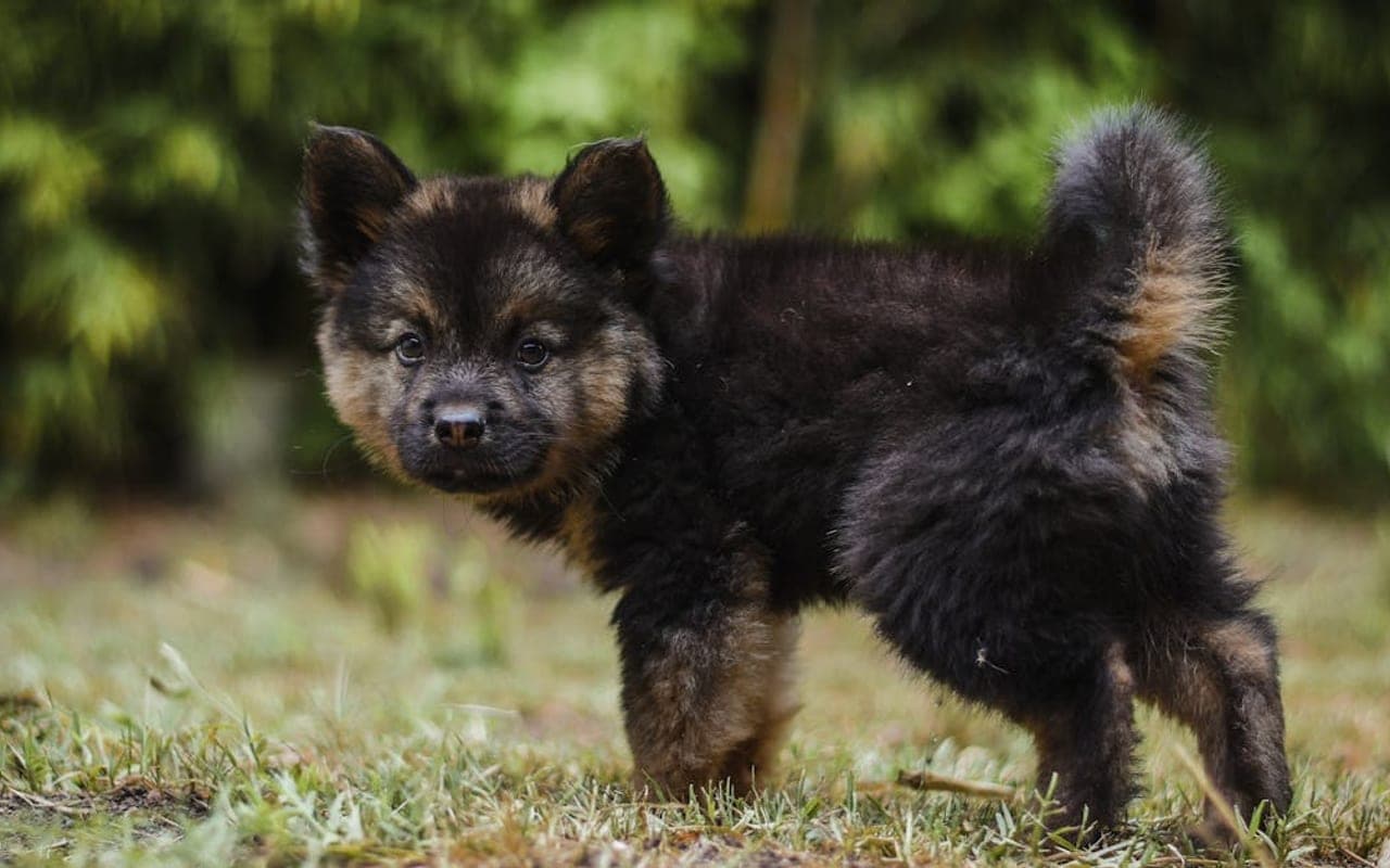 Bohemian Shepherd dog breed portrait