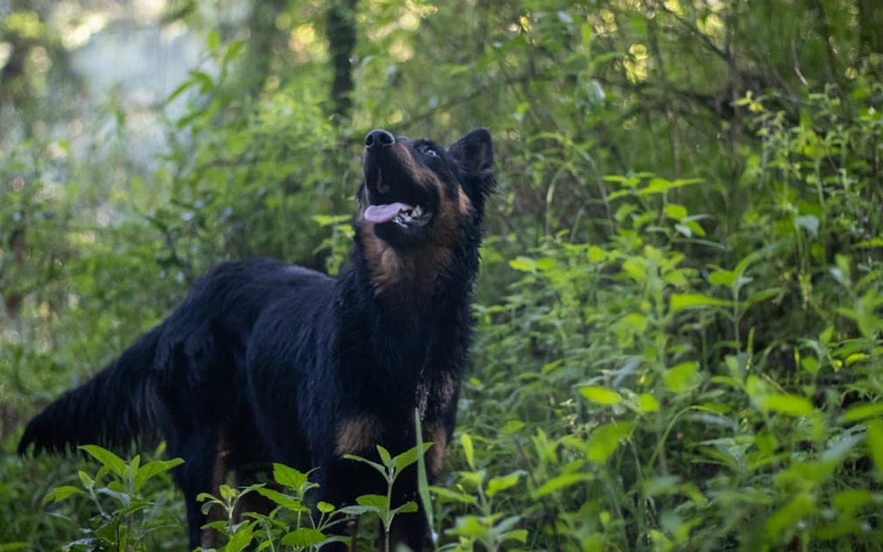 Bohemian Shepherd — gallery 2