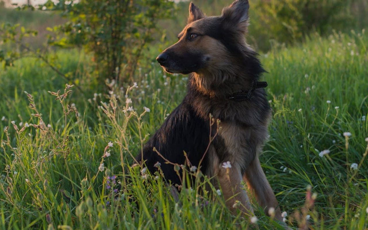 Bohemian Shepherd — gallery 3