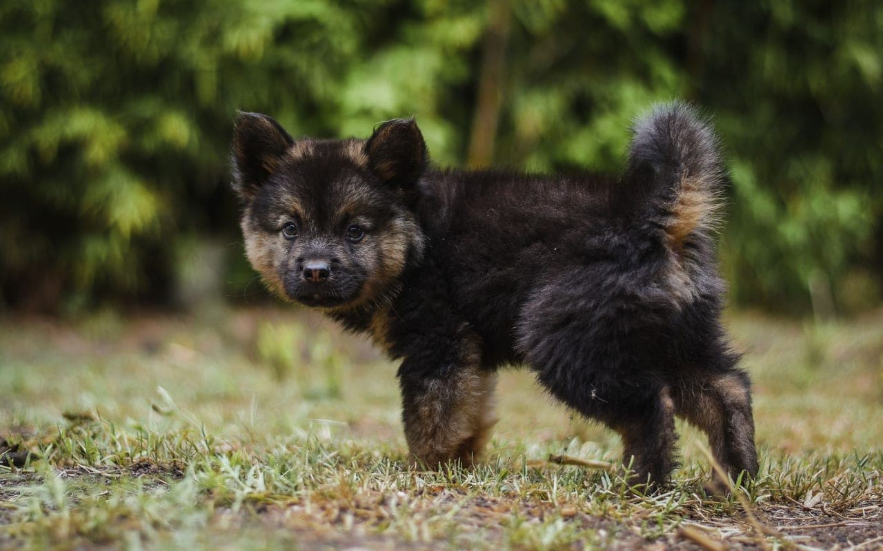 Bohemian Shepherd — photo by Matias (Pexels)