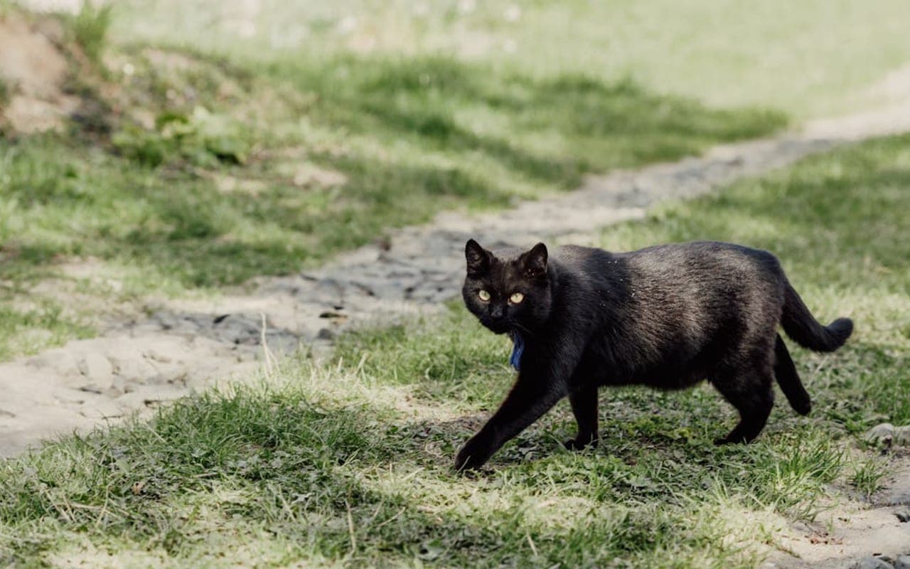Bombay cat breed portrait
