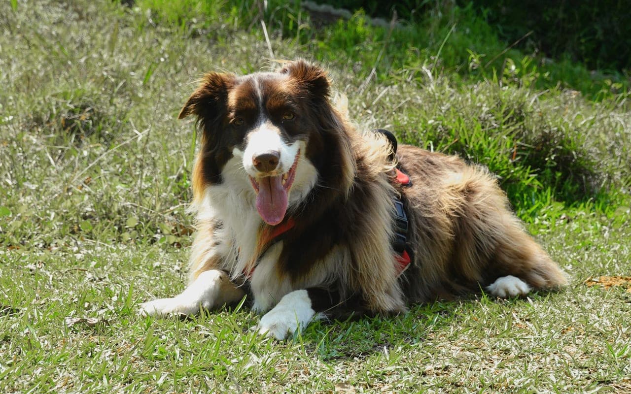 Border Collie dog breed portrait