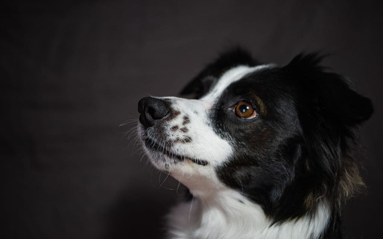 Border Collie — photo by Mykhailo Petrenko (Pexels)