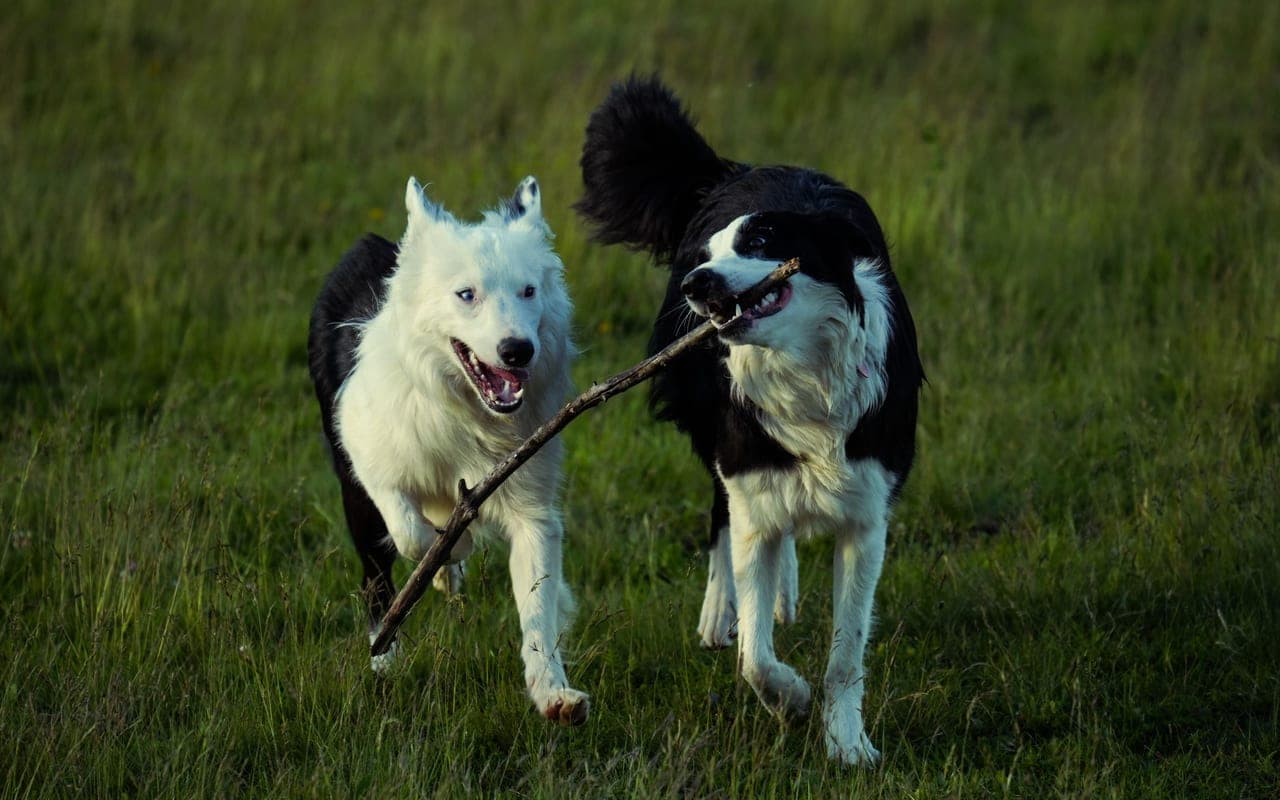 Border Collie — photo by Vizi Kata (Pexels)