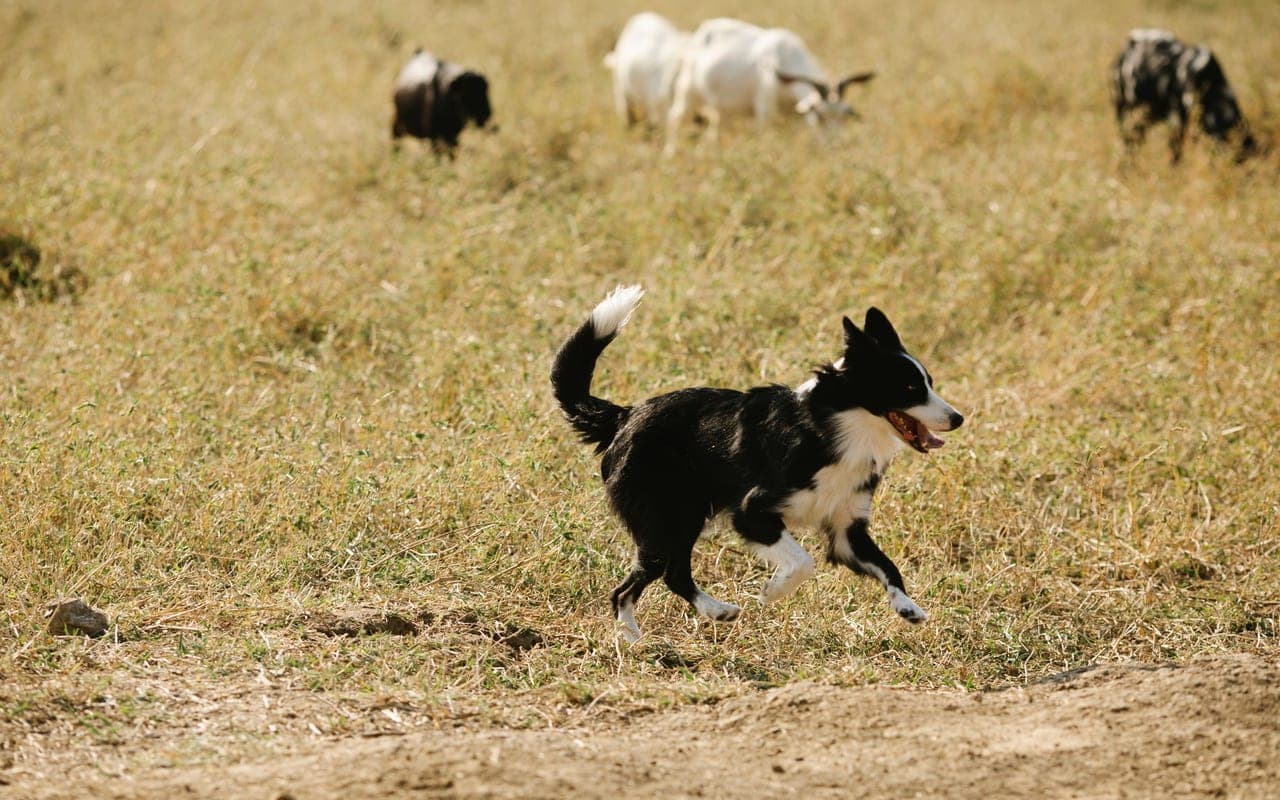 Border Collie — photo by Blue Bird (Pexels)