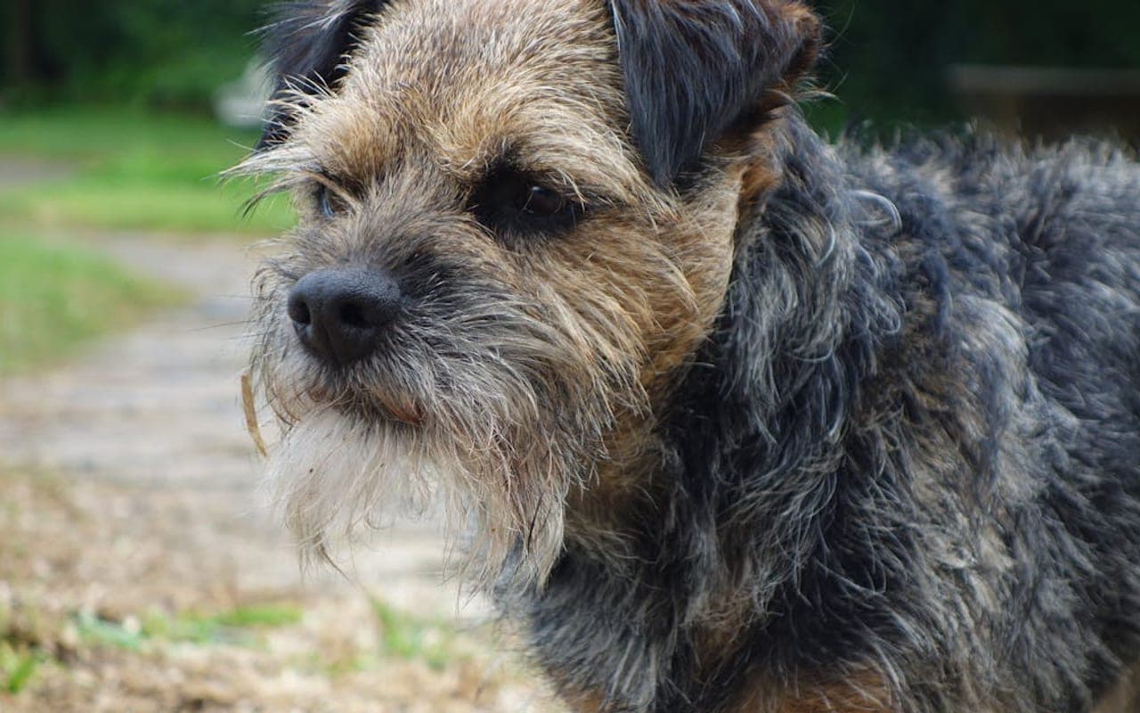 Border Terrier dog breed portrait