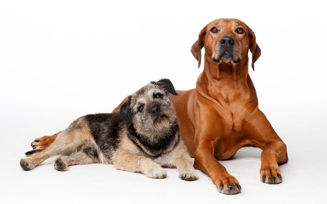 Border Terrier — gallery 2