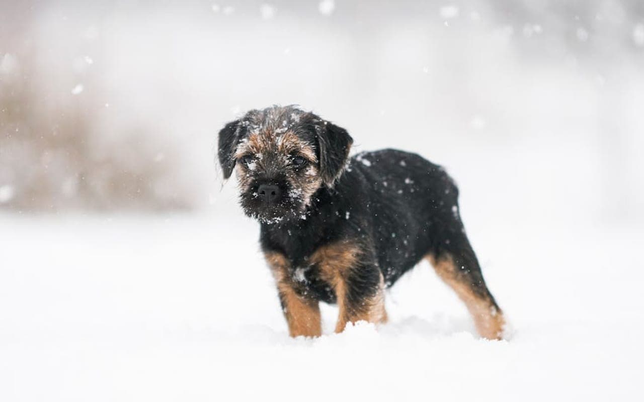 Border Terrier — gallery 3