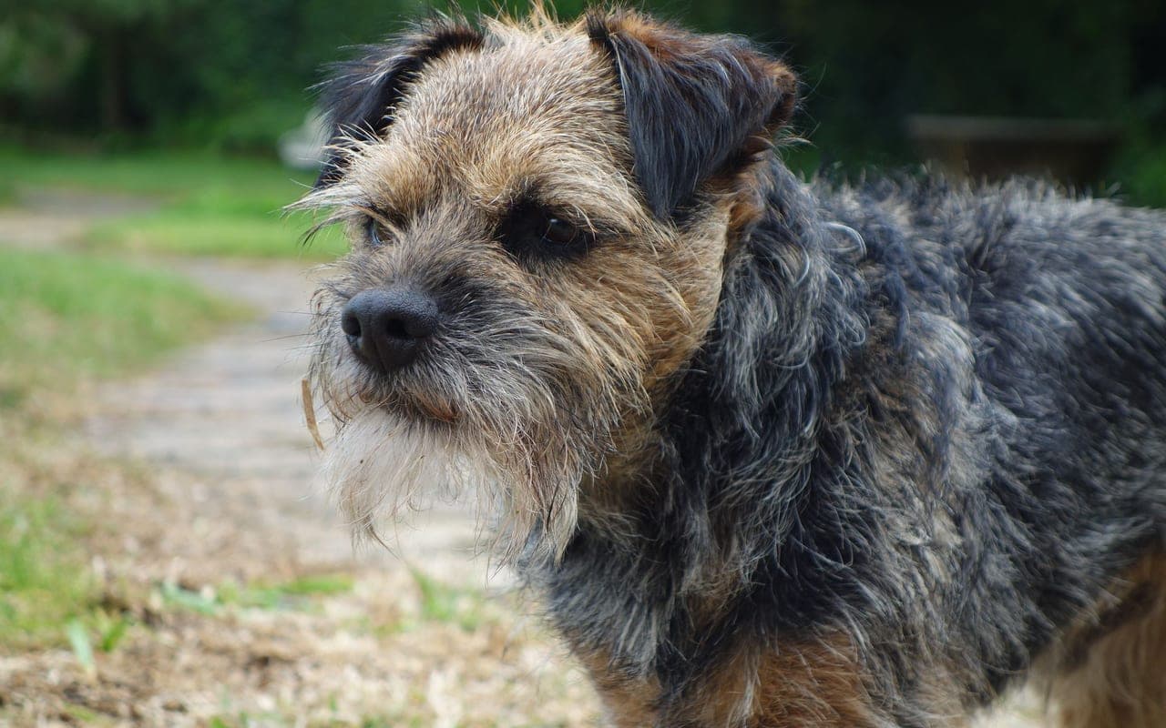 Border Terrier — photo by Jamie VI (Pexels)