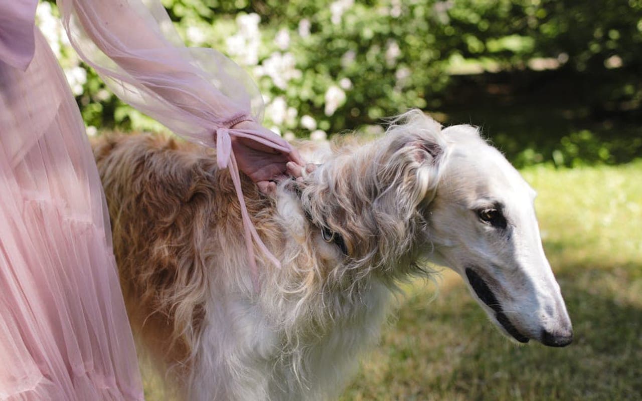 Borzoi dog breed portrait