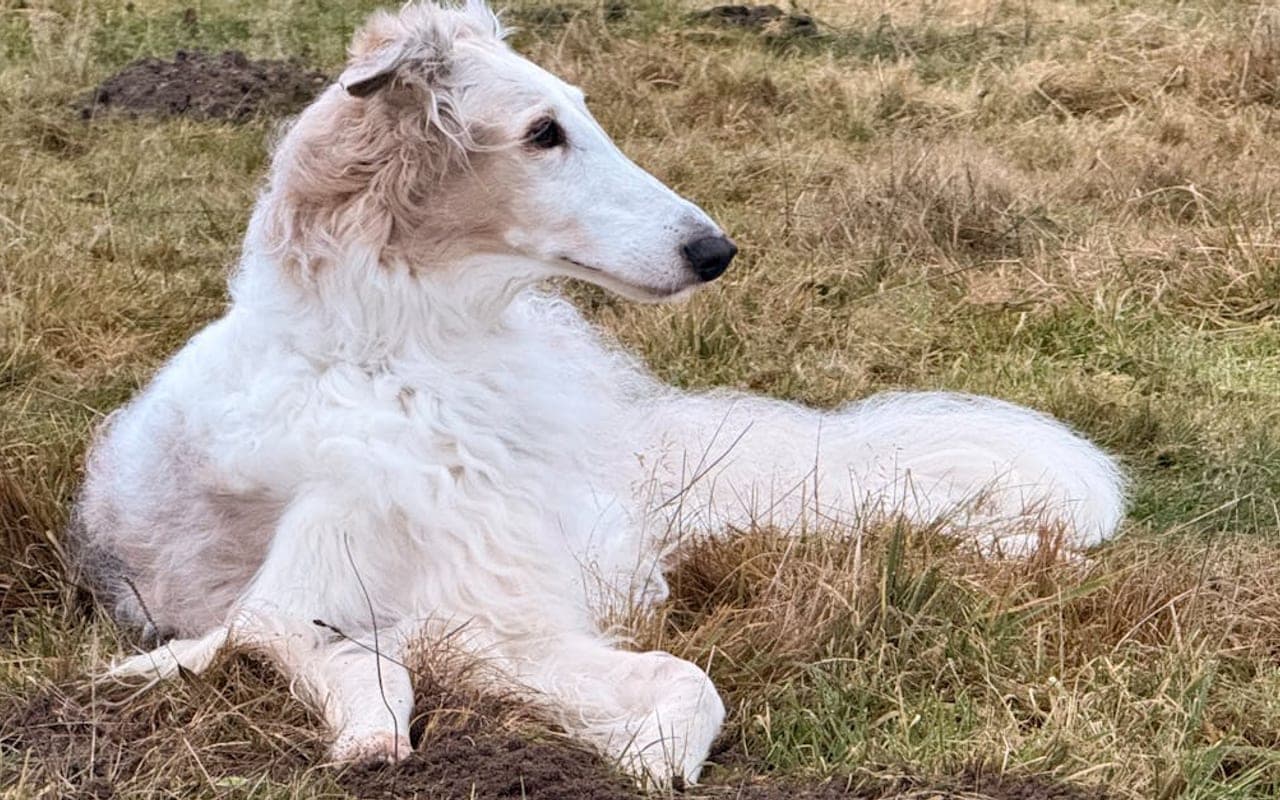 Borzoi — gallery 2