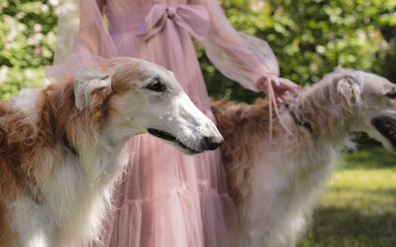 Borzoi — gallery 3