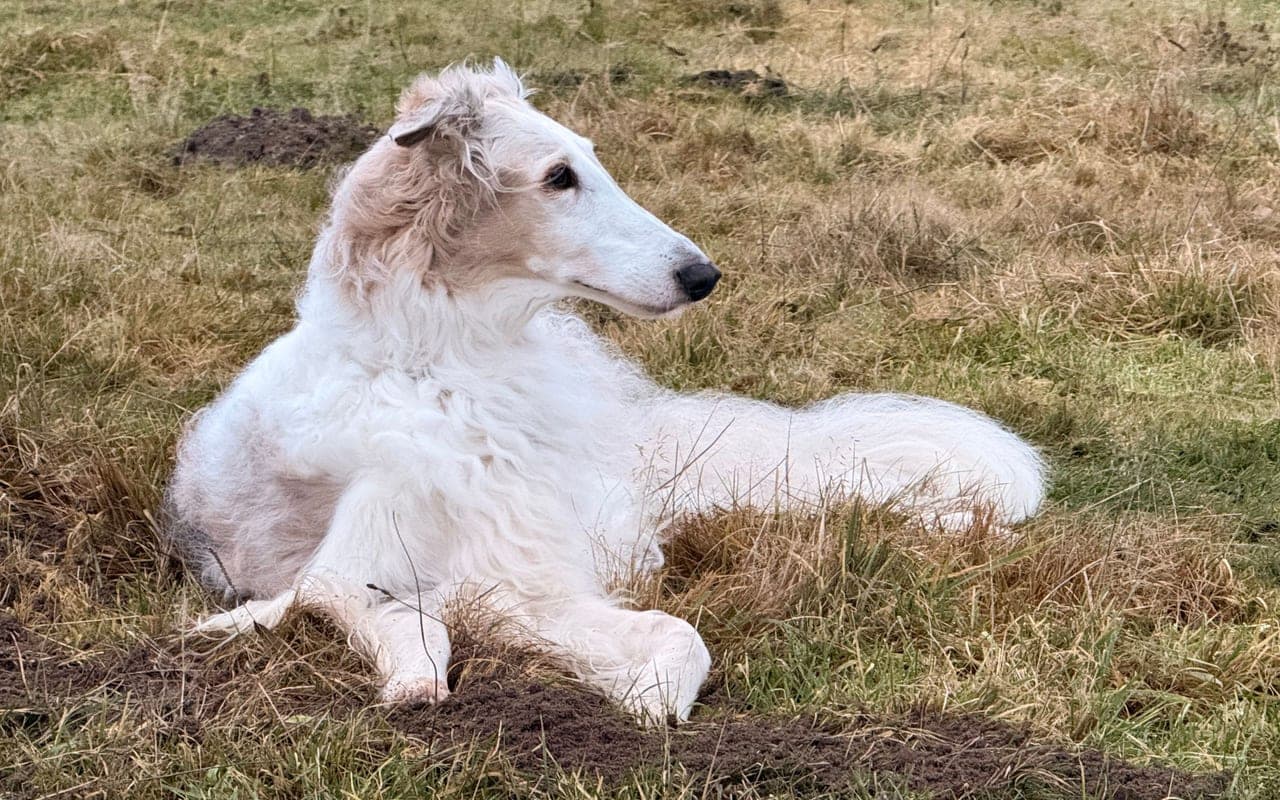 Borzoi — photo by Stefanie Dohrendorff (Pexels)
