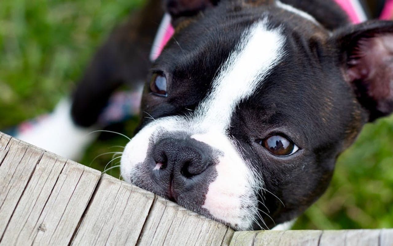 Boston Terrier