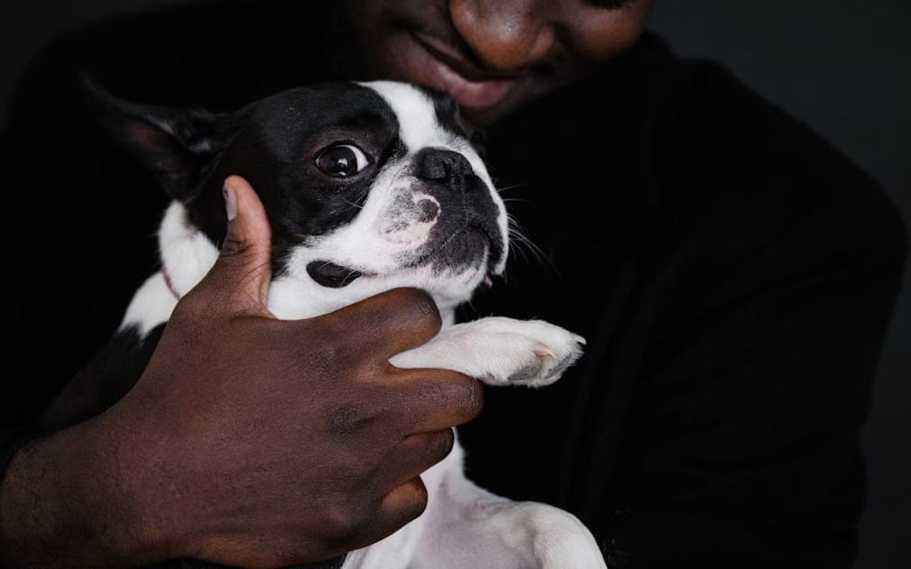 Boston Terrier — gallery 2