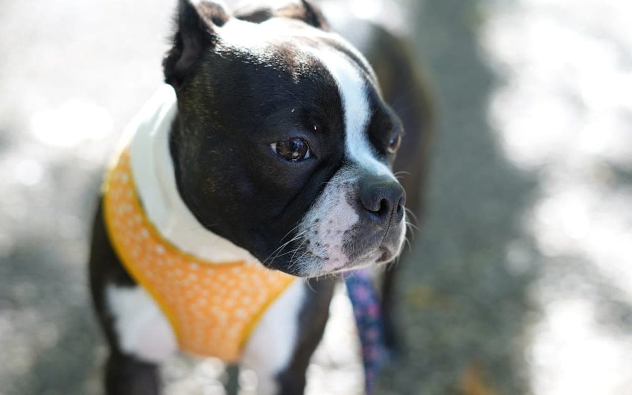 Boston Terrier — gallery 3