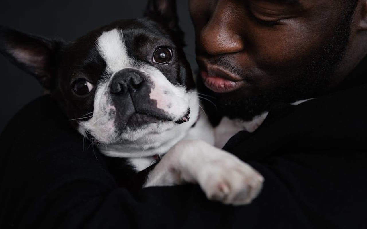 Boston Terrier — gallery 4