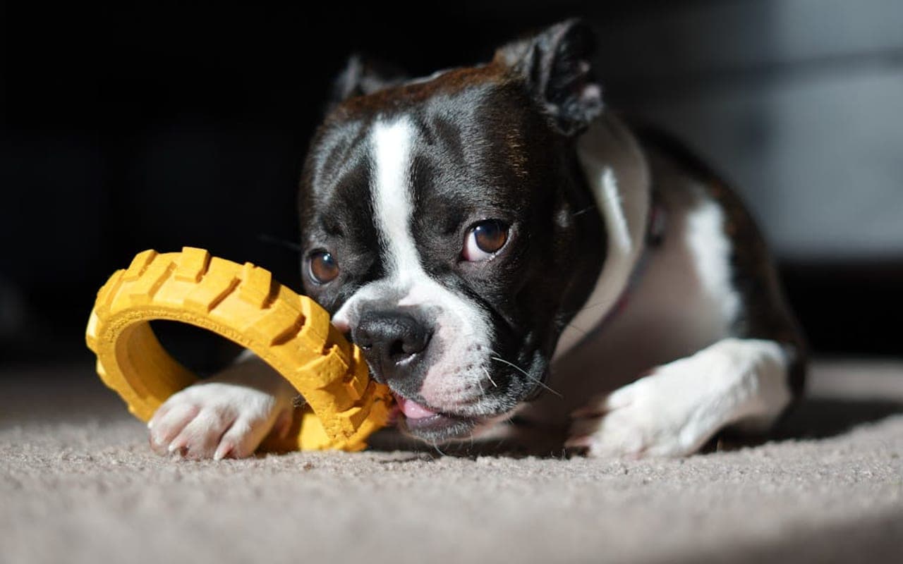 Boston Terrier — gallery 5
