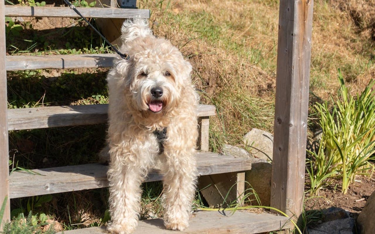 Bouvier des Flandres — gallery 2