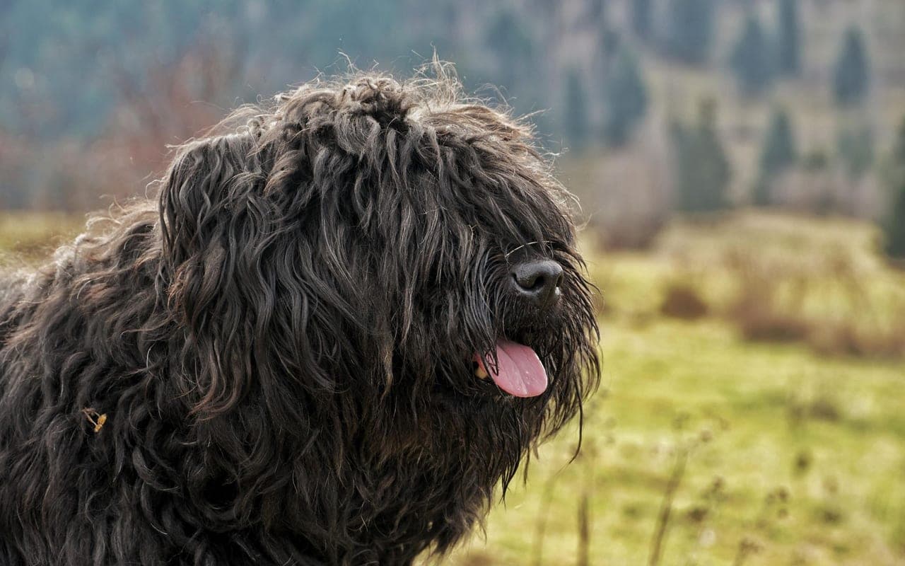 Bouvier des Flandres — photo by Hobi (Pexels)