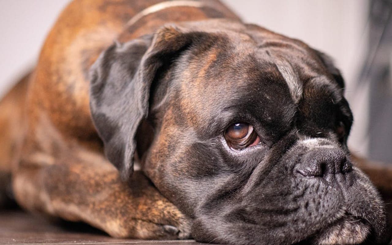 Boxer dog breed