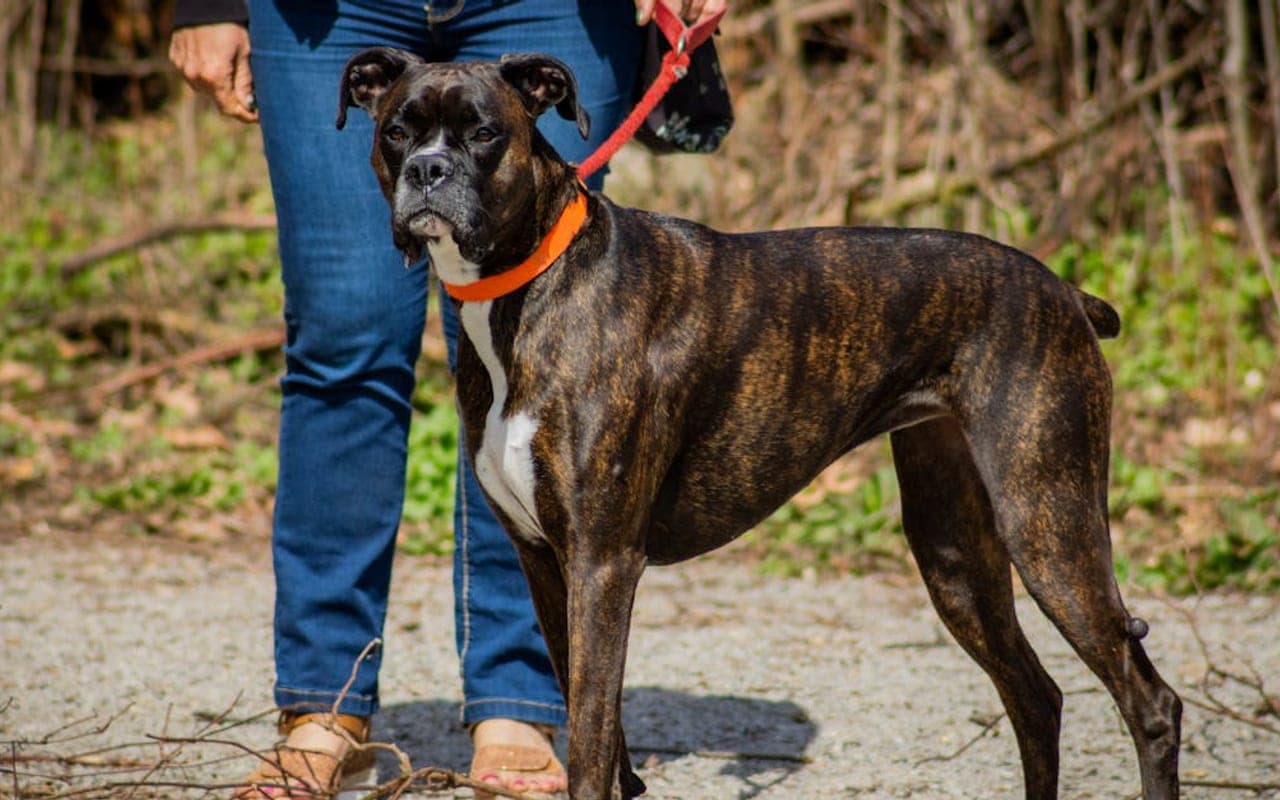 Boxer — gallery 2