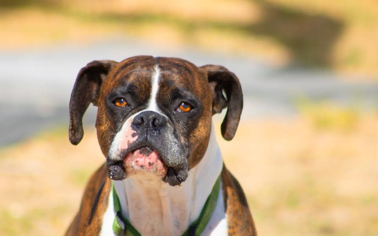 Boxer — gallery 3