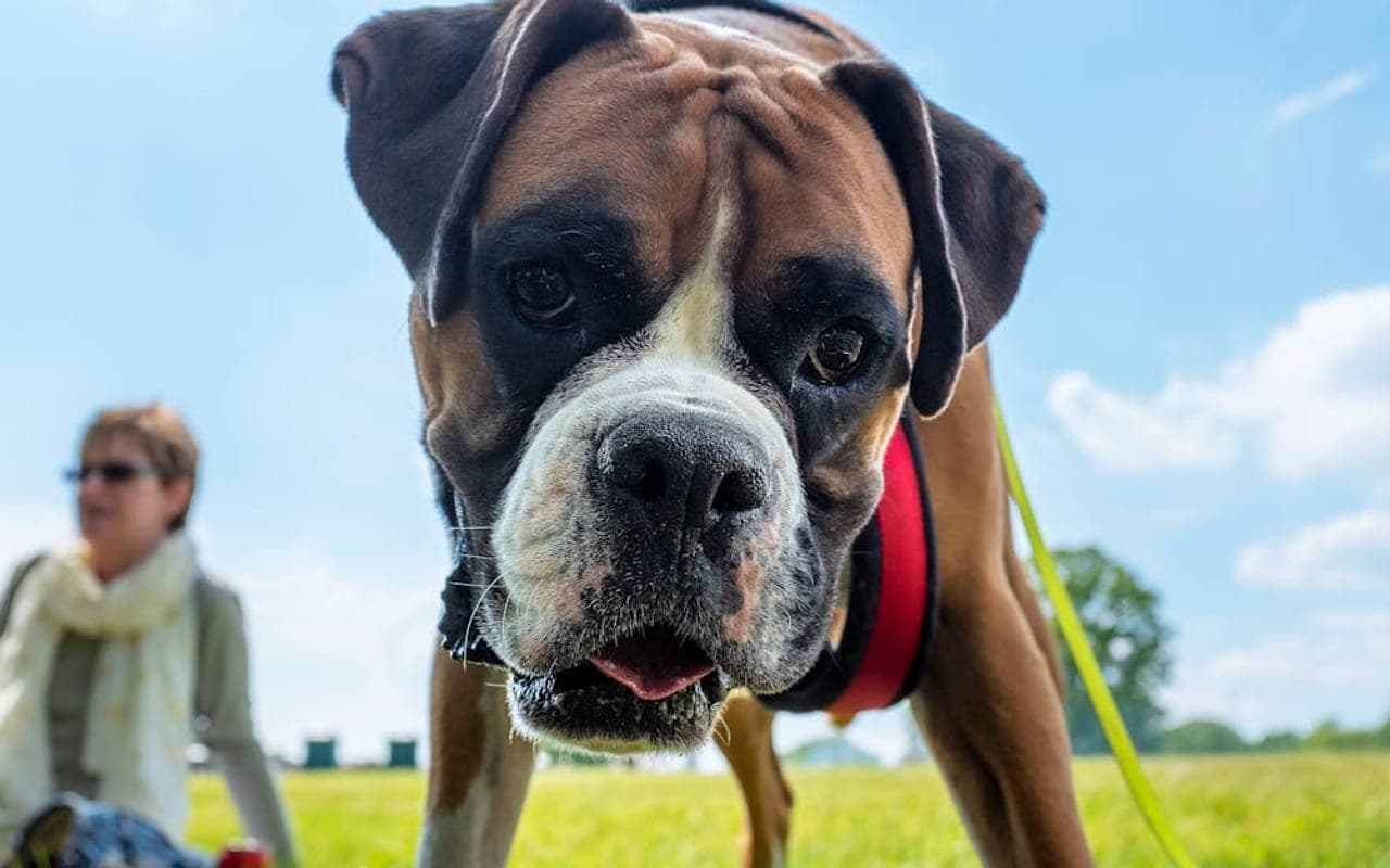 Boxer — gallery 4