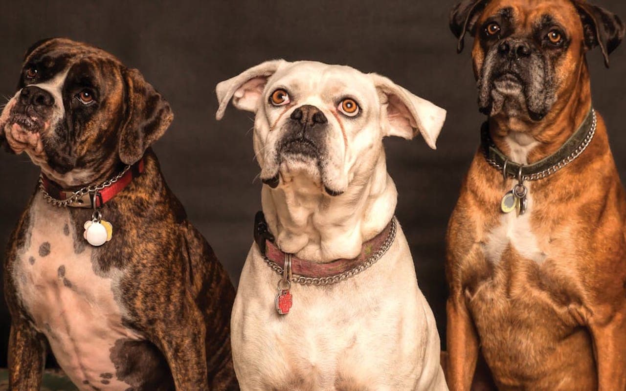 Boxer — gallery 5