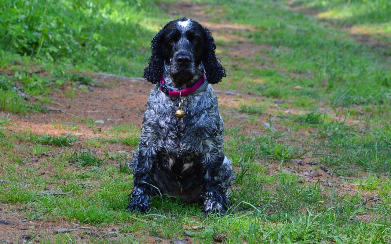 Boykin Spaniel — photo by SlimMars 13 (Pexels)
