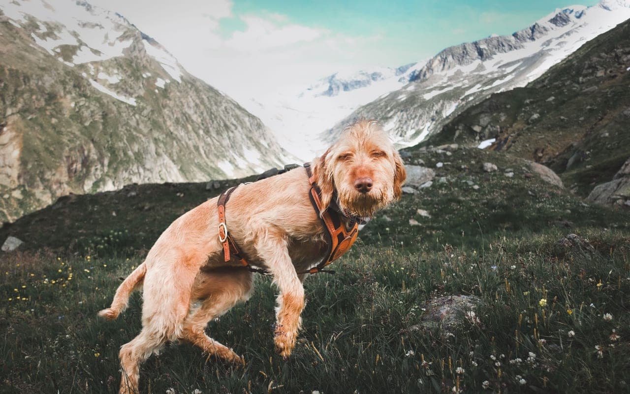 Bracco Italiano — photo by Andreas Schnabl (Pexels)