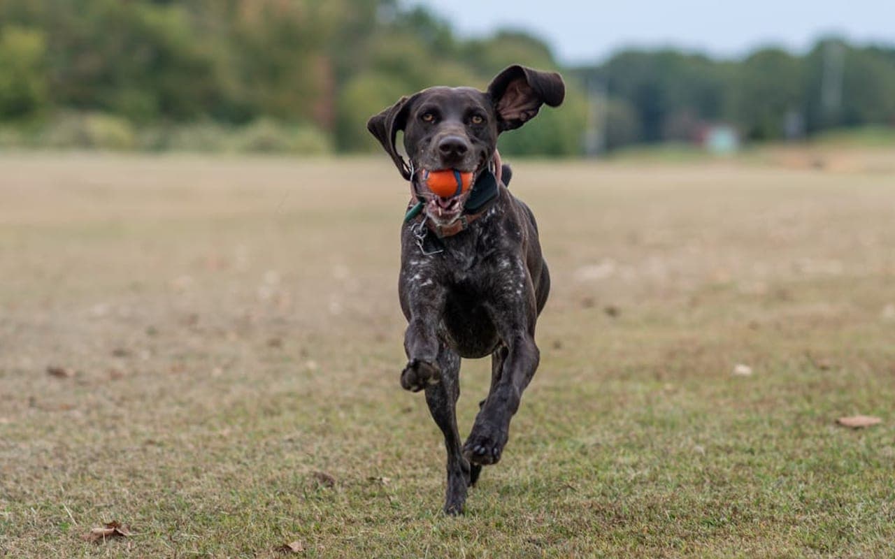 Braque du Bourbonnais dog breed portrait