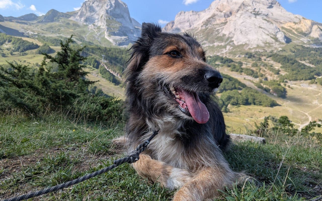 Braque Francais Pyrenean — photo by Scott Fenwick (Pexels)