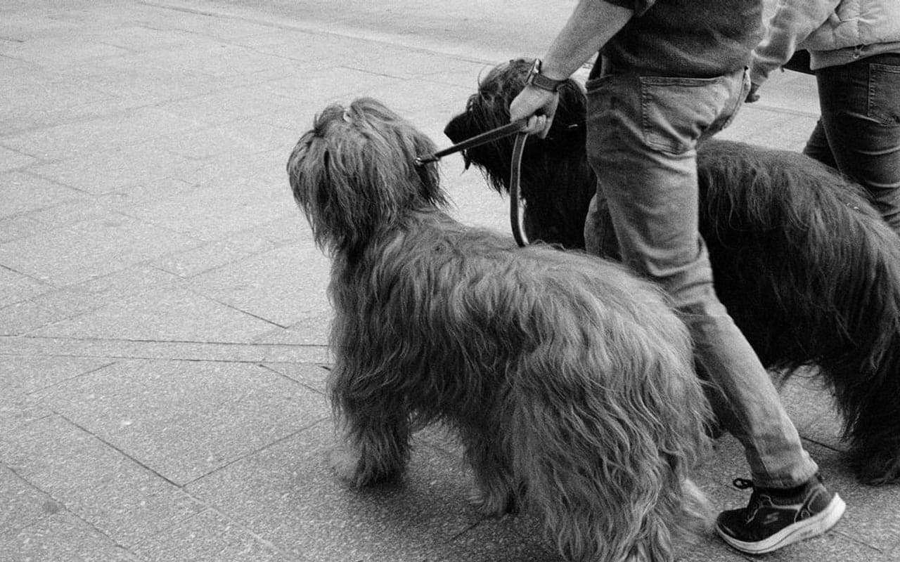 Briard dog breed portrait