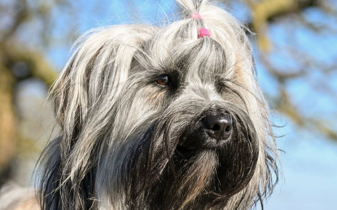 Briard — gallery 2