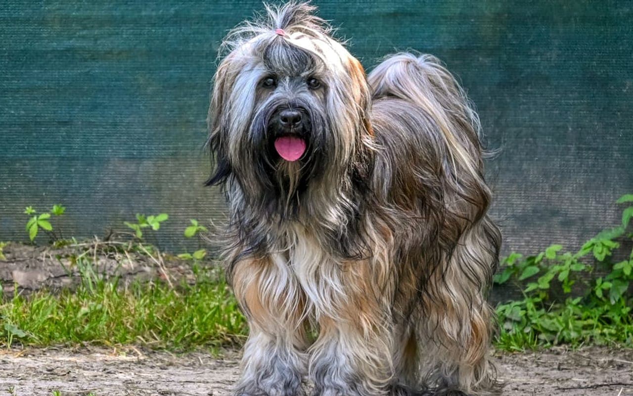 Briard — gallery 3