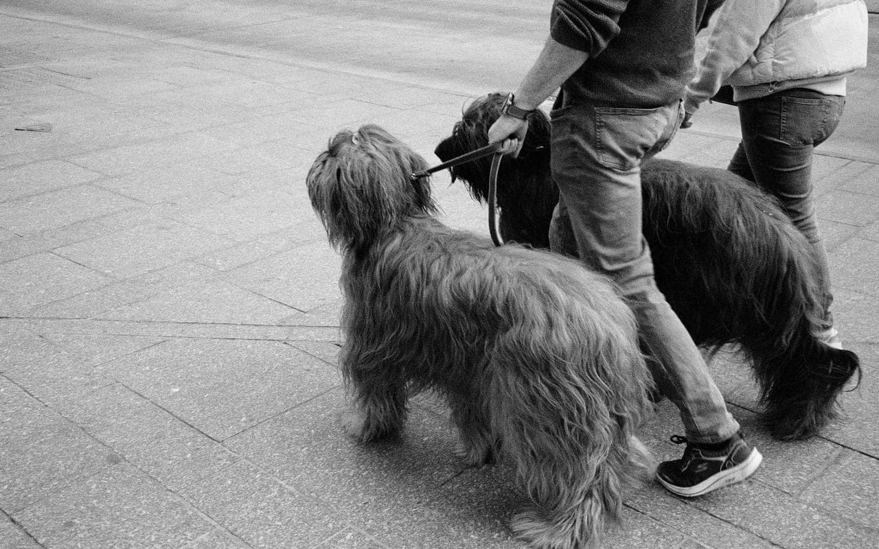 Briard — photo by Alexis B (Pexels)