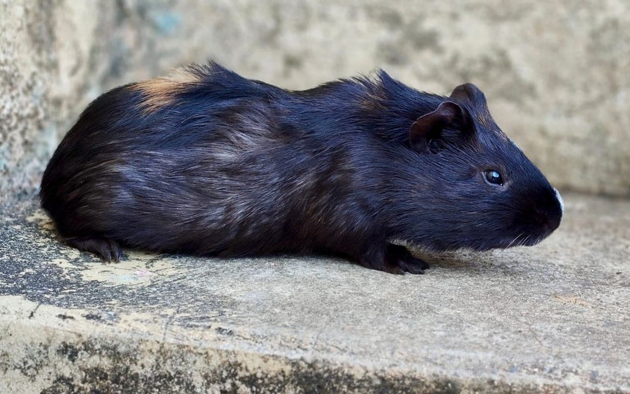 American Guinea Pig guinea pig breed