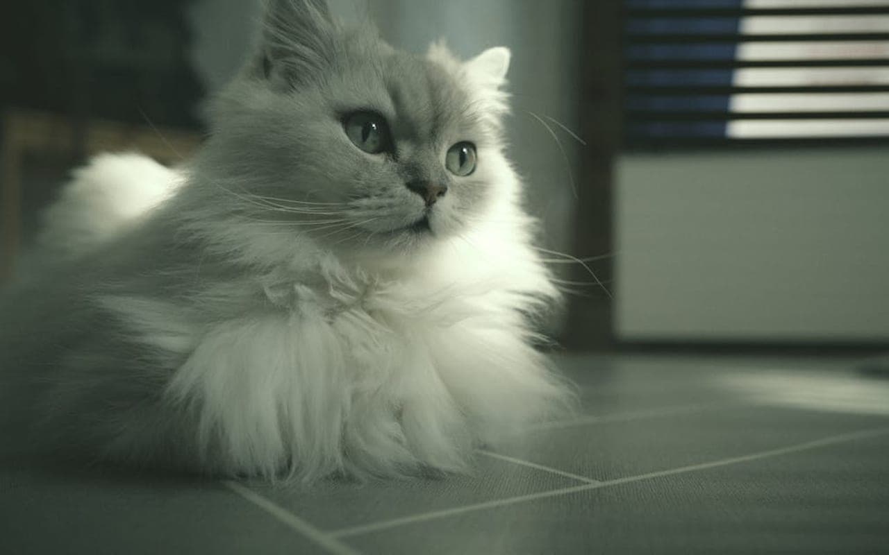 British Longhair