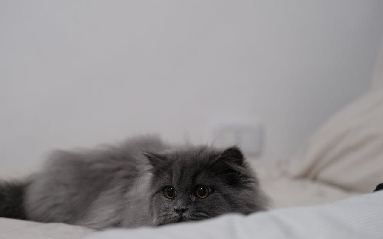 British Longhair — gallery 3