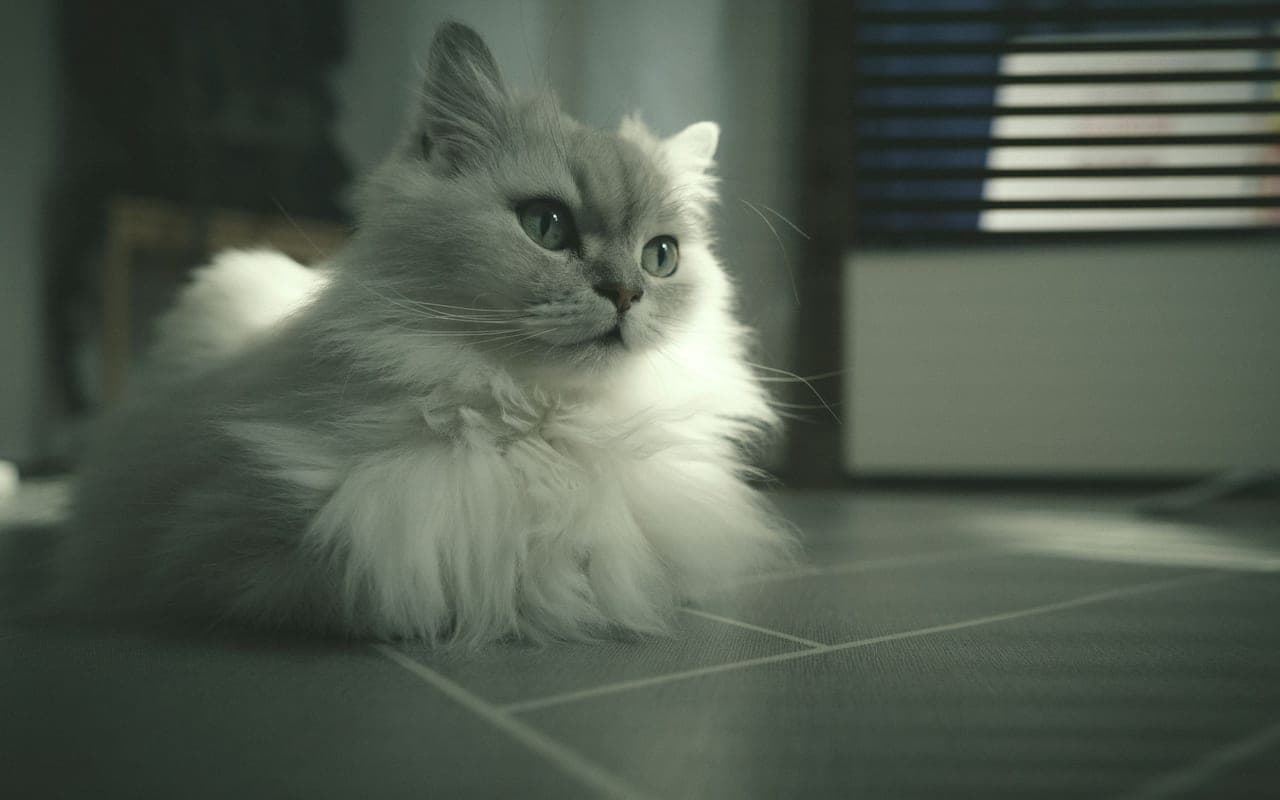 British Longhair — photo by 정규송 Nui MALAMA (Pexels)