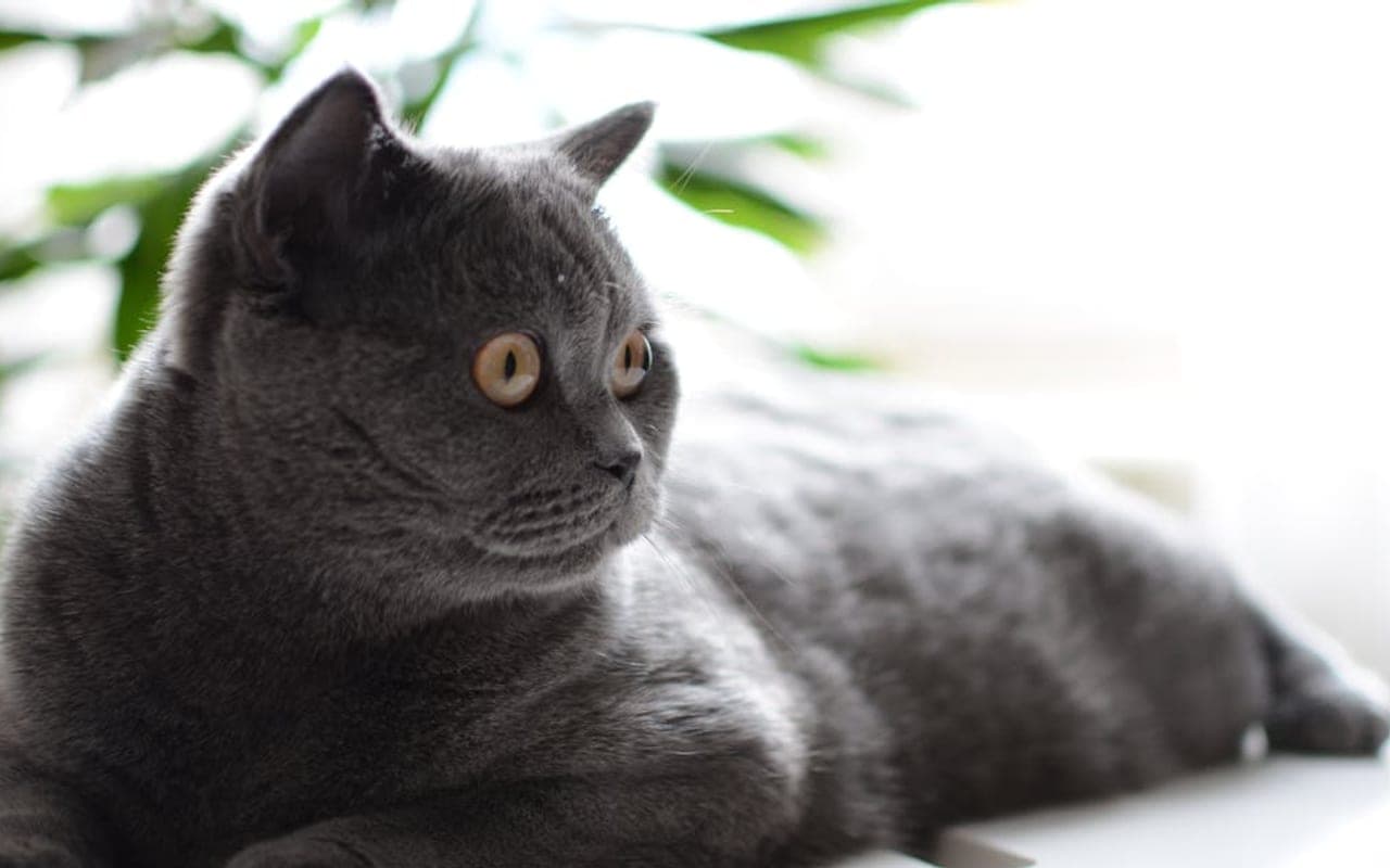 British Shorthair — gallery 2