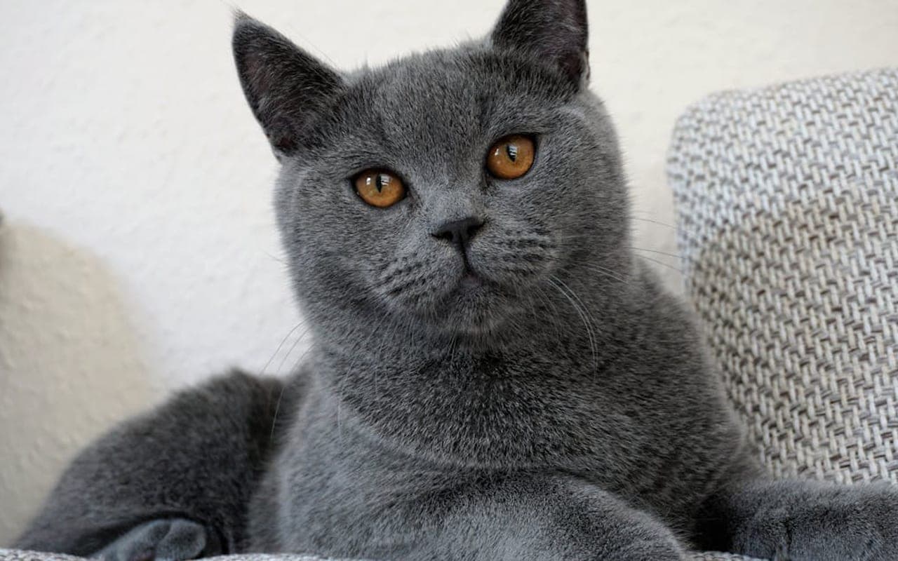 British Shorthair — gallery 3