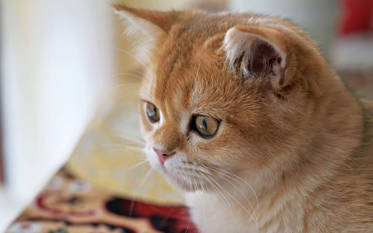 British Shorthair — photo by Leon Natan (Pexels)