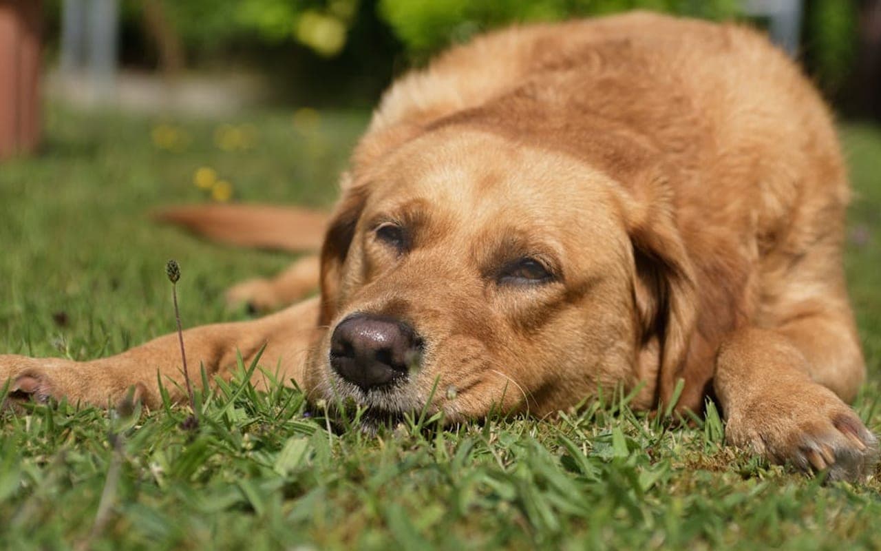 Broholmer dog breed portrait