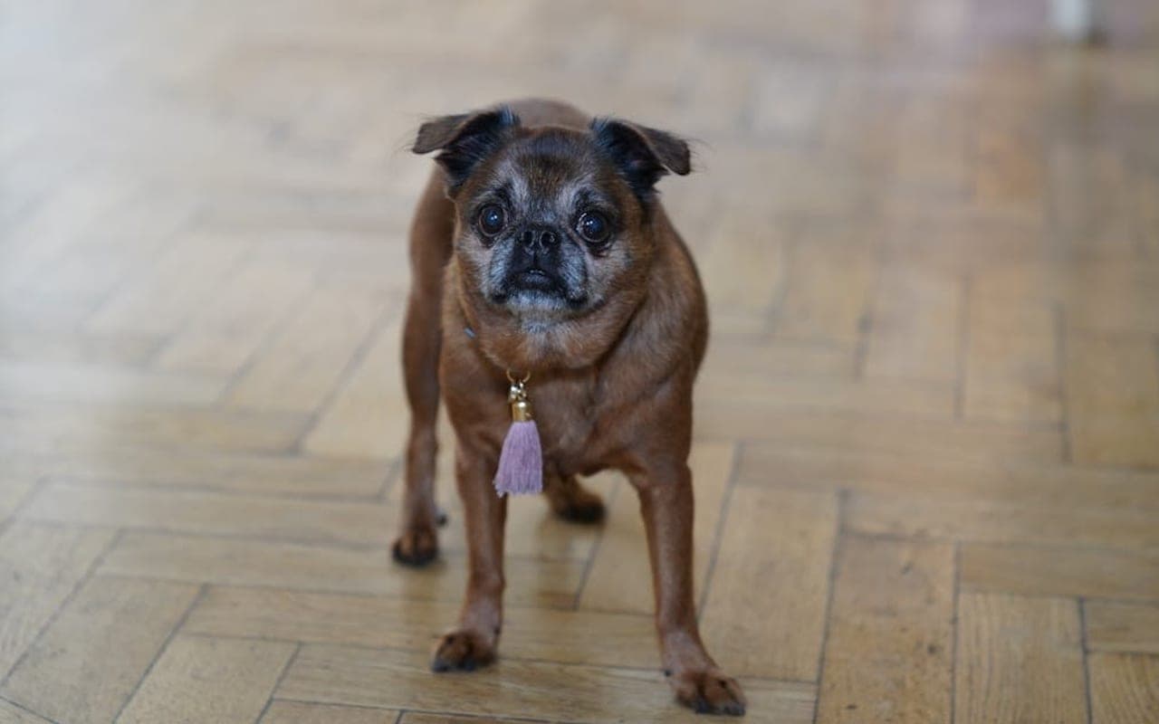 Brussels Griffon