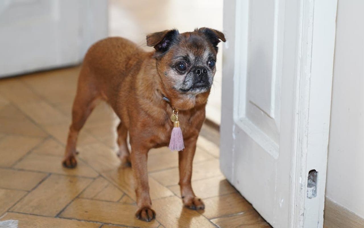 Brussels Griffon — gallery 2