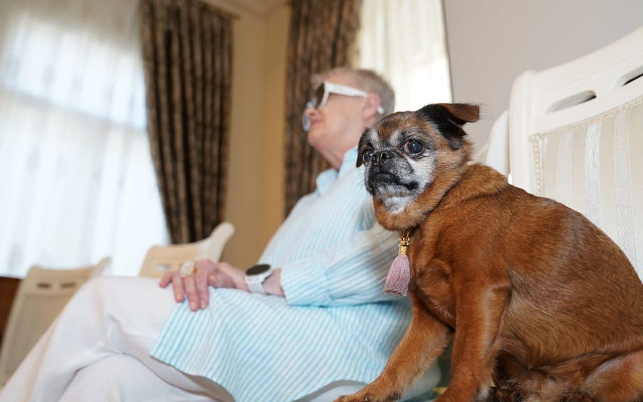 Brussels Griffon — gallery 3
