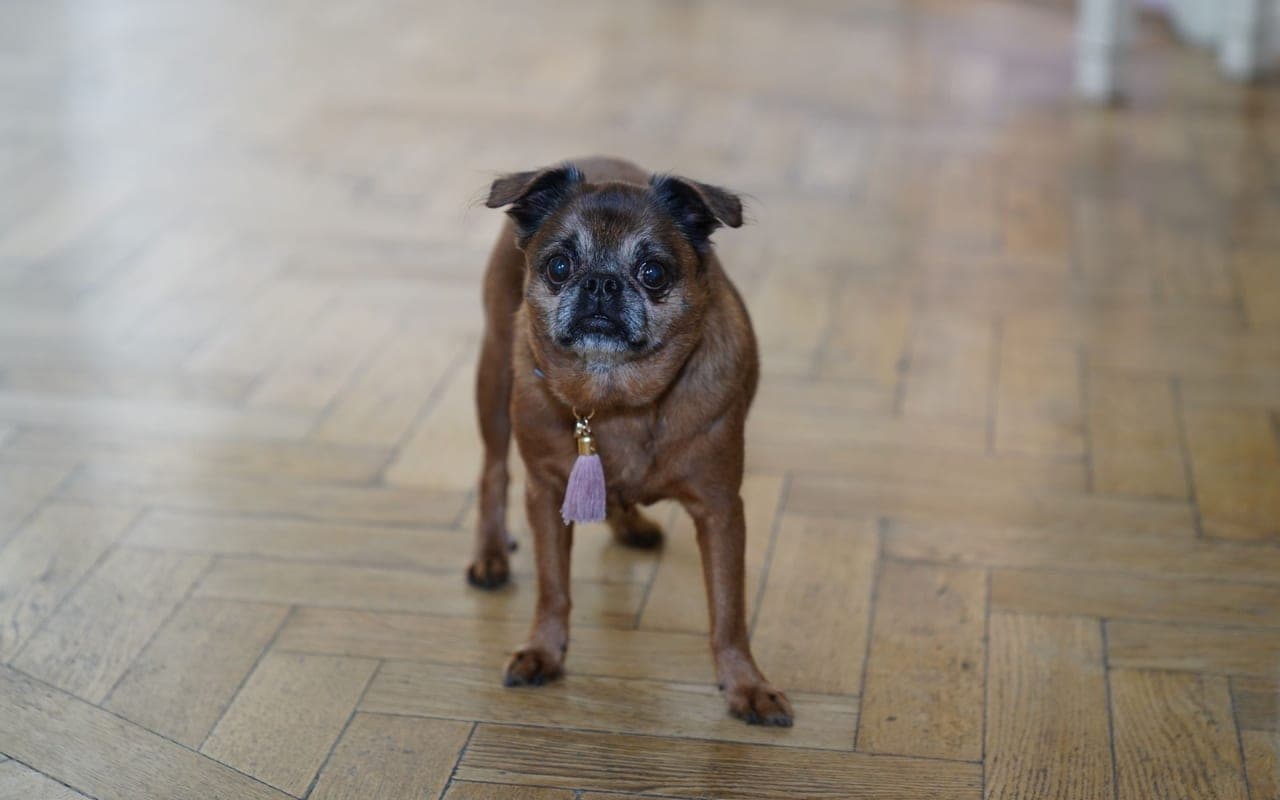 Brussels Griffon — photo by Tahir Xəlfəquliyev (Pexels)