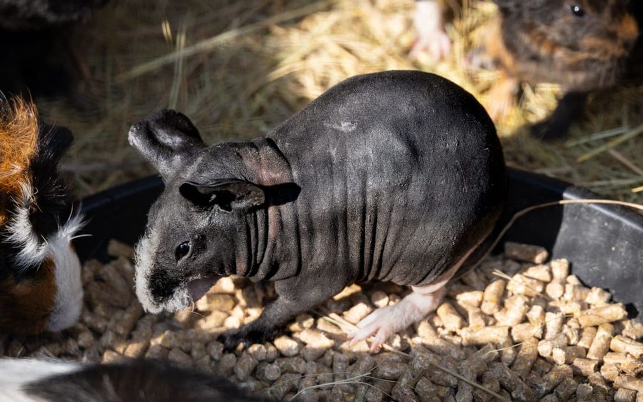 Crested guinea pig breed